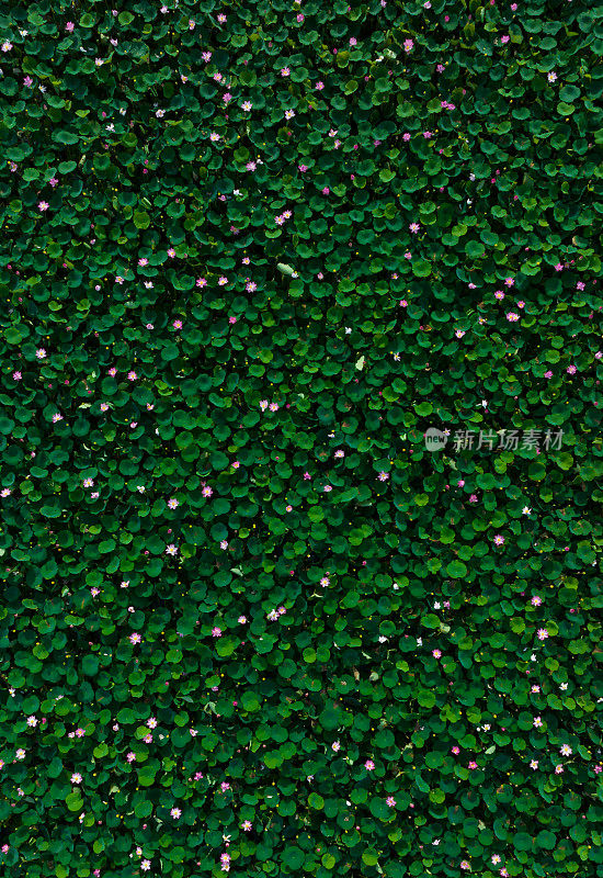 Abstract aerial photo of lotus flower in full bloom, the typical flower of Vietnam, Long An province